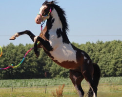 jumper Freestyle Feivel (Quarter Pony, 2008, from Mr. T Jay King)