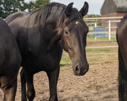 dressage horse Lamour (Westphalian, 2020, from Libertad FRH)