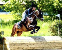 jumper Adelie 3 (German Riding Pony, 2015, from Topolino)