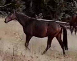 Pferd Ilmare (Trakehner, 2022, von Hitmos)