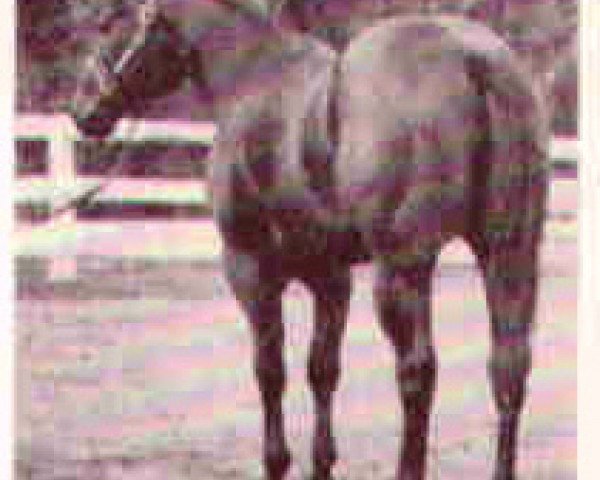 Deckhengst Showpond (Quarter Horse, 1959, von Showdown)