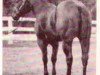 Deckhengst Showpond (Quarter Horse, 1959, von Showdown)