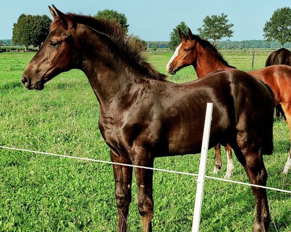 jumper Viva Viarado MW (Oldenburg show jumper, 2023, from Vigado)