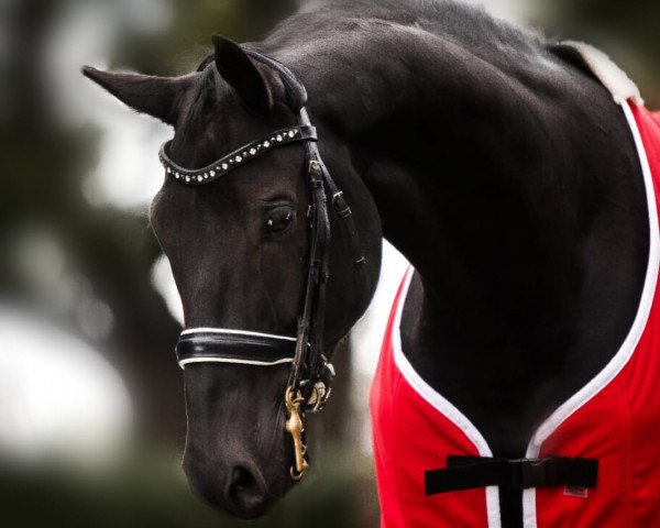 dressage horse Black Jack 218 (Rhinelander, 2011, from Boston)