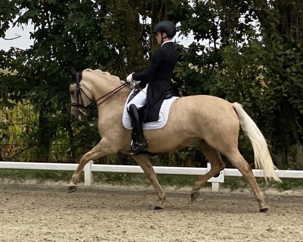 broodmare Daily Nice K (German Riding Pony, 2016, from Dating At NRW)