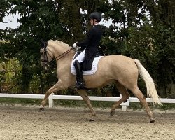 Zuchtstute Daily Nice K (Deutsches Reitpony, 2016, von Dating AT NRW)