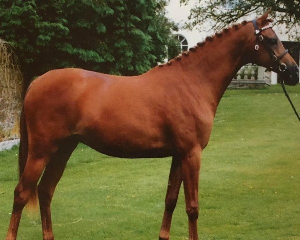 horse Trellech Honeypot (British Riding Pony, 1992, from Royal Ensign AA)