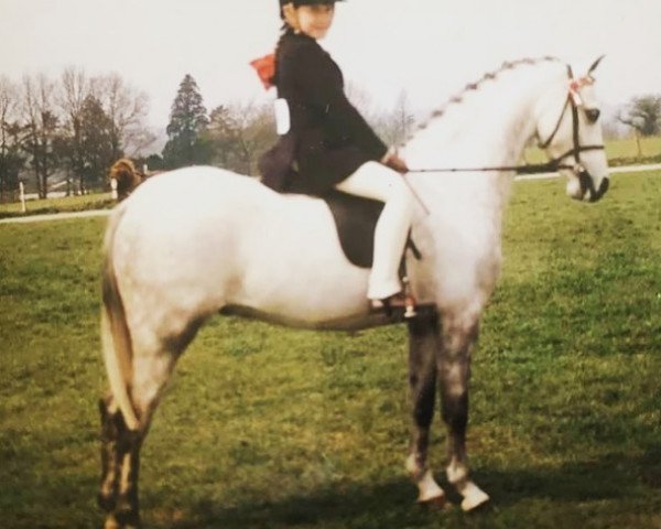 Pferd Cosford Rocky (British Riding Pony,  , von Rosevean Merry Mountain)