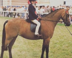 horse Roseisle Bridesmaid (Welsh-Pony (Section B), 1985, from Weston Consort)