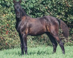 Pferd Acheron vom Buchholzwald (Barockpinto, 2023, von Aturio vom Buchholzwald)