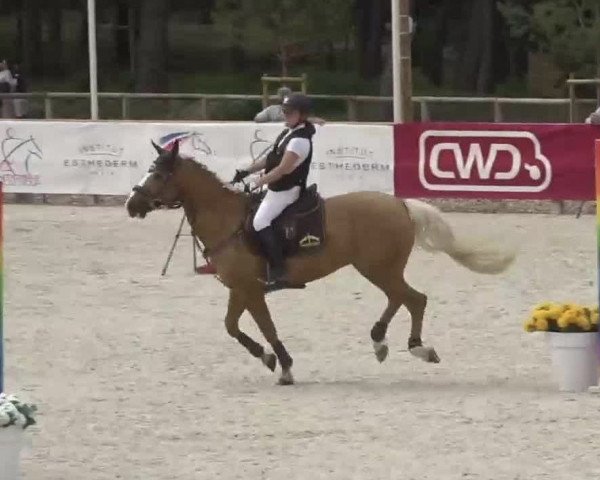 Pferd Dalton de la Folie (Französisches Pony, 2013, von Danseur du Sud)