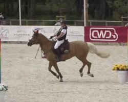 horse Dalton de la Folie (French Pony, 2013, from Danseur du Sud)