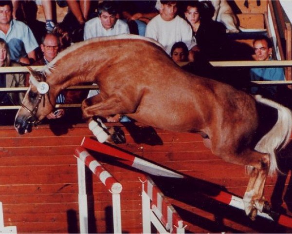 Deckhengst Danseur du Sud (Französisches Pony, 1991, von Rock de Tyv)