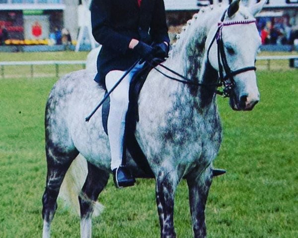 horse Rosevean Grey Owl (British Riding Pony, 1977, from Bwlch Zephyr)