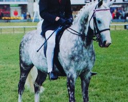 Pferd Rosevean Grey Owl (British Riding Pony, 1977, von Bwlch Zephyr)