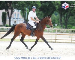 stallion Denfer de La Folie (Selle Français, 2013, from Numero Uno)