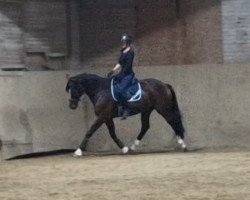 dressage horse Quiet Dancer (German Sport Horse, 2018, from DSP Quindale)