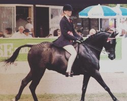 horse Sevick Overture (British Riding Pony,  , from Celtic Ballad xx)