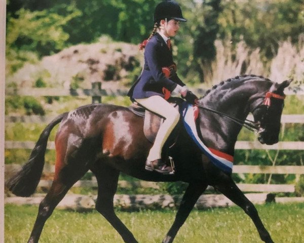 Pferd Colbeach Sensation (British Riding Pony, 1991, von Willowbay Symphony)