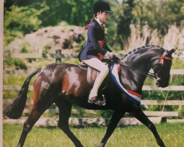 horse Colbeach Sensation (British Riding Pony, 1991, from Willowbay Symphony)