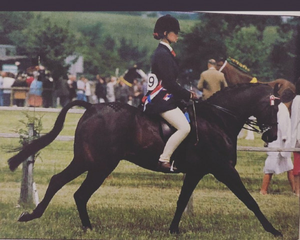 horse Shepherd's Night Club (British Riding Pony,  , from Catherston Night Safe)