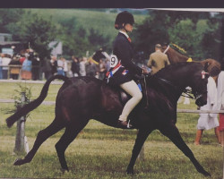 horse Shepherd's Night Club (British Riding Pony,  , from Catherston Night Safe)