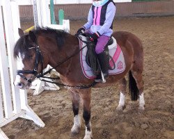 dressage horse Captain Flint (unknown, 2006)