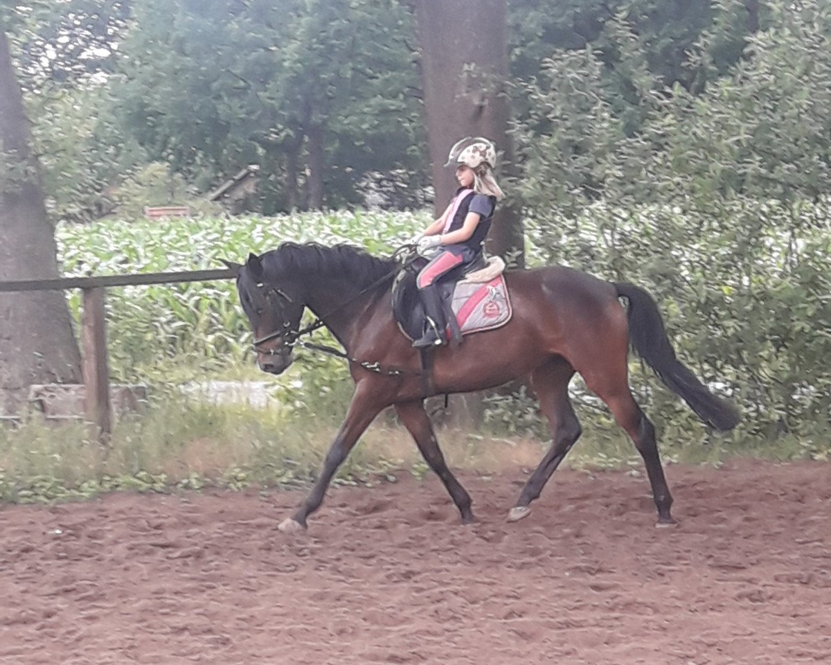 dressage horse Dynamic Natascha (German Riding Pony, 2013)