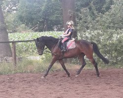 dressage horse Dynamic Natascha (German Riding Pony, 2013)