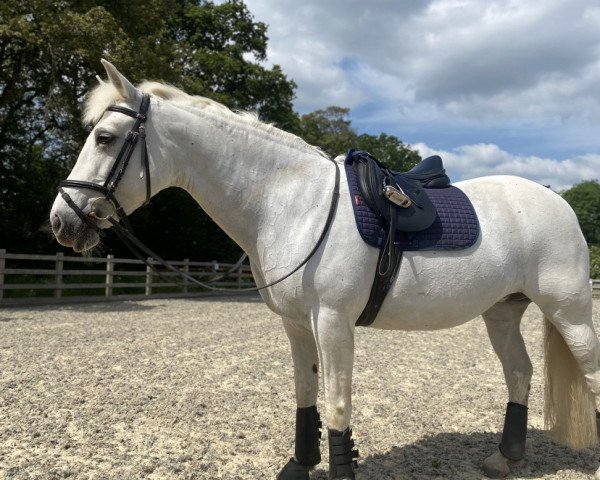 broodmare Moughna Pride (Connemara Pony, 2004, from Oisin)