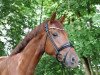 dressage horse Vivino Gold (Hanoverian, 2020, from Vivino)