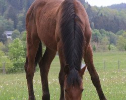 Springpferd A la Carte’s Wunder (Westfale, 2019, von A La Carte NRW)