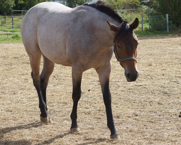 Pferd Kisssing The Boys (Quarter Horse, 2022)