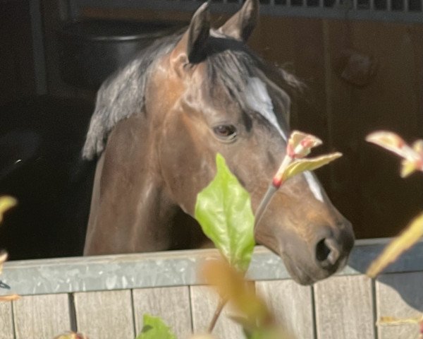 dressage horse Vito 70 (German Riding Pony, 2017, from Valido's Highlight)