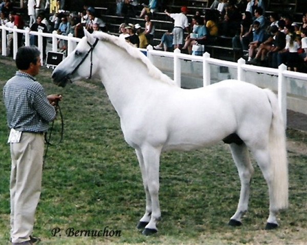 stallion Un Prince du Ruere (Connemara Pony, 1986, from Island Earl)