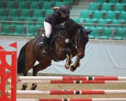 Springpferd Jill (KWPN (Niederländisches Warmblut), 2014, von Mtf Starpower)