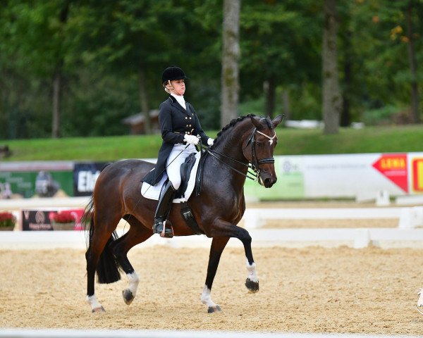 Zuchtstute Nizza (Österreichisches Warmblut, 2012, von Captain Fire)