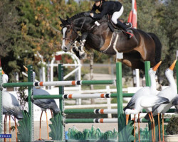 jumper Gray D Albion Db (Swedish Warmblood, 2012, from Balou du Rouet)