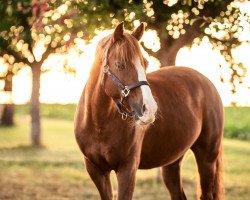 dressage horse Pablo 545 (New Forest Pony, 2010, from Jacodi's Bo's Barclay)