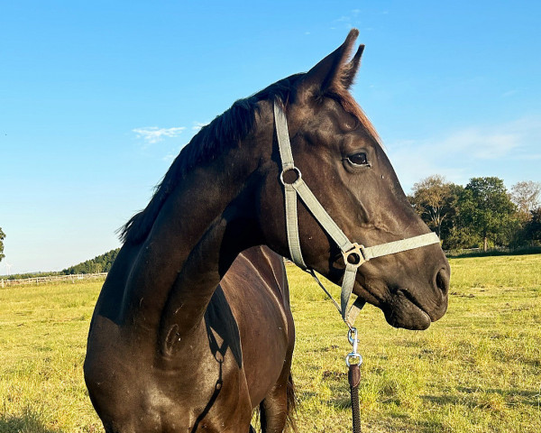 dressage horse Feliciano (Hanoverian, 2021, from Fantastic)