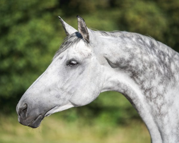 Dressurpferd Silverlady 5 (Deutsches Sportpferd, 2015, von E.H. Millennium)