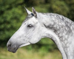 dressage horse Silverlady 5 (German Sport Horse, 2015, from E.H. Millennium)