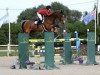 jumper Divin du Haras des Barrages (Belgium Sporthorse, 2009, from Kashmir van't Schuttershof)