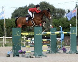 jumper Divin du Haras des Barrages (Belgium Sporthorse, 2009, from Kashmir van't Schuttershof)