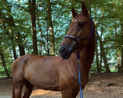 dressage horse Flora 508 (Oldenburger, 2010, from Florencio I)