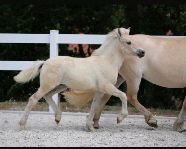 horse Sweet Cherry von der Marien-Quelle (Fjord Horse, 2023, from Isko)