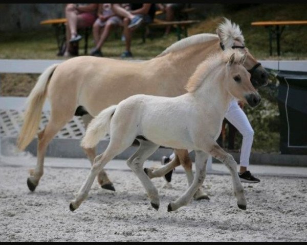 horse Inferno von der Marien-Quelle (Fjord Horse, 2023, from Isko)