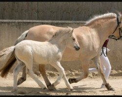 horse Kiki von der Marien-Quelle (Fjord Horse, 2023, from Isko)