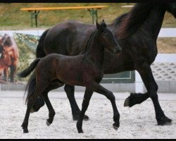 horse Jay Jay von der Marien-Quelle (Friese, 2023, from Joop Z)