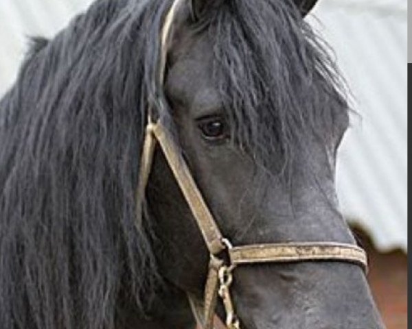 stallion Ait (Friese, 2000, from Feitse 293)